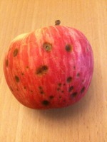 applespotty