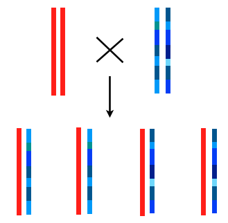 cross1