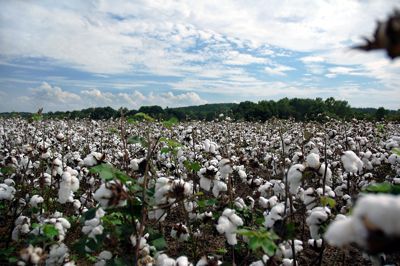 cotton