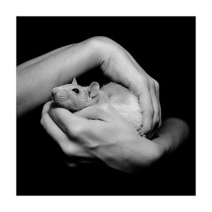 rat