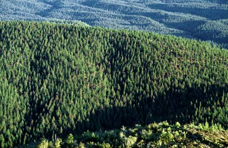 radiata_forest
