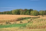 2012 U.S. drought, credit: Theresa L Wysocki.