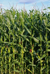 Tall stalks of corn.