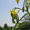 Tomato flower500